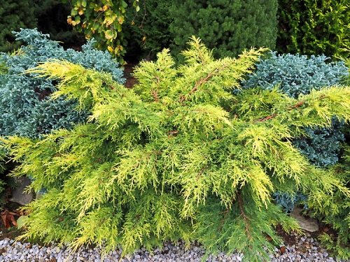 Juniperus x media 'Gold Star'
